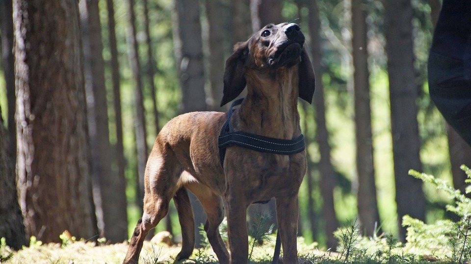 Bavarijos kalnų skalikas su  petnešoms. Šiems šunims reikalinga intensyvi treniruotė.